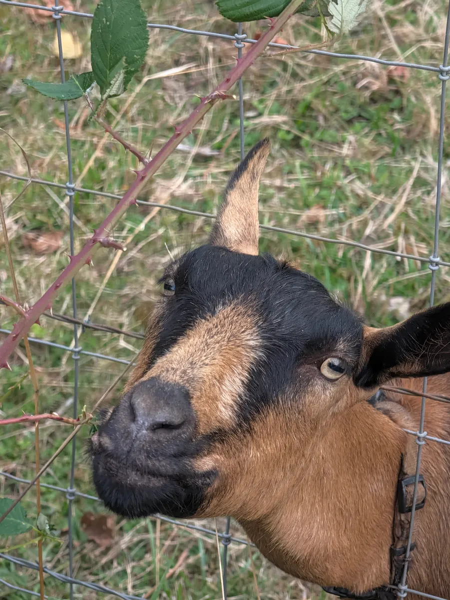 A brown and black goat pushing its nose through a wire fence at the edge of a field.