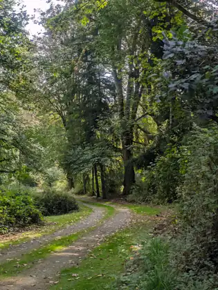 A gravel two-track lane with grass down the middle, curving away under tall trees with sunlight filtering through the leaves.