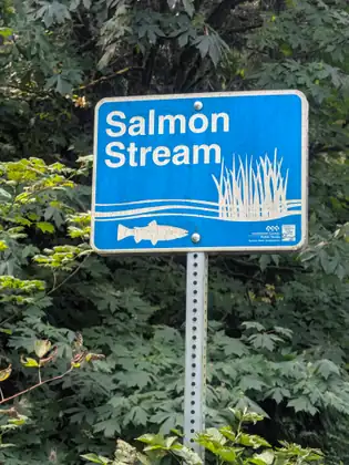 A blue sign on a perforated metal post reading Salmon Stream, with white reeds rising from wavy lines, a white fish below them and the small print Snohomish County Public Works, Surface Water Management, in front of dense green leaves.
