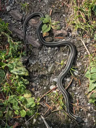 A slender dark snake with pale stripes running its length, lying in loose S-shaped bends across gravel and a weathered piece of wood, among small green plants and dry grass.