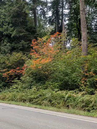 A roadside bank of green shrubs with patches of leaves turned bright orange and red, under tall dark conifers, the edge of a road along the bottom of the frame.