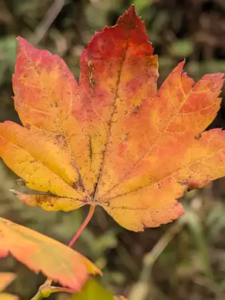 A single leaf in close-up, its pointed lobes blotched orange, red and yellow, with a tiny spider resting on it against a blurred green background.