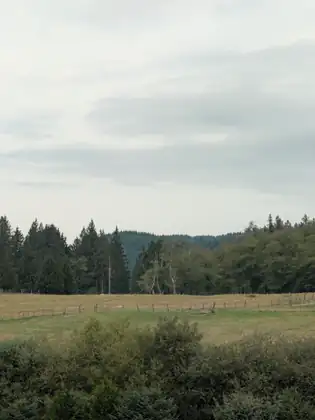A broad fenced pasture of pale grass below a dark line of conifers and a forested ridge, with low shrubs in the foreground and a wide grey sky above.