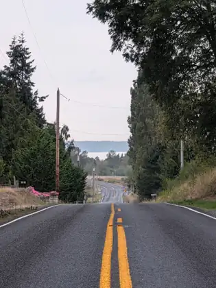 A two-lane road with double yellow lines dipping downhill between trees and power poles towards a band of pale water and a low hazy shore, pink flowers spilling over a stone wall on the left.