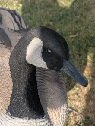 A close-up of a goose decoy standing in sunlit grass, its black head and neck marked with a white cheek patch and its body moulded into rows of feathers.