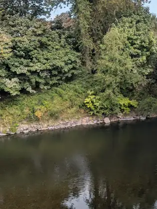 Dense green trees and shrubs crowding down to a rock-lined riverbank, with dark water filling the lower third of the frame.