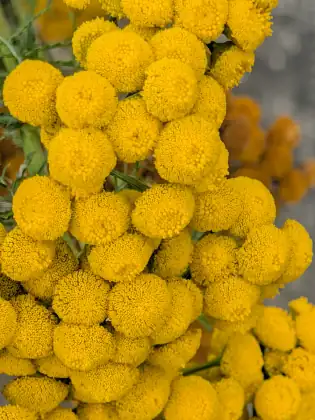 A dense mass of bright yellow tansy flowers, each one a tight round button, crowding the frame against a grey pavement.