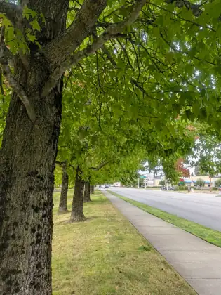 A row of big maples shading a concrete sidewalk that runs beside a four-lane road through town.