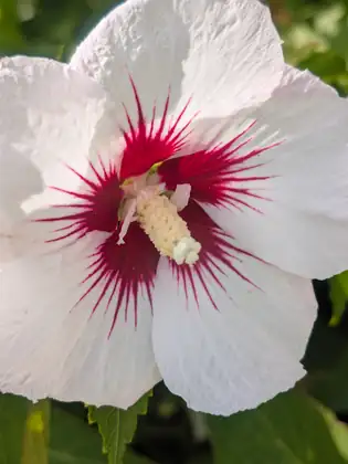 A white flower the size of a hand with a crimson centre and red veins radiating out through the petals.
