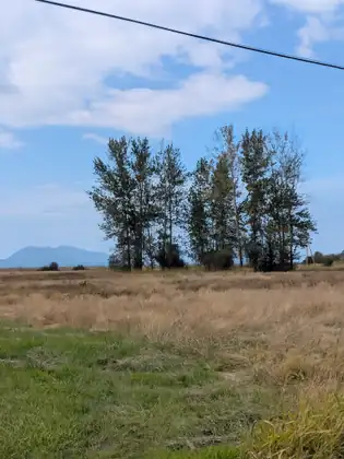 A row of tall trees along the edge of a field of dry pale grass, with a mountain ridge behind them.