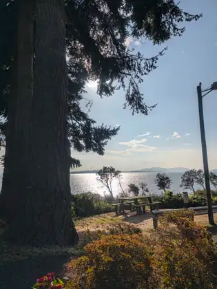 Picnic tables on a bluff above the bay, seen past the trunk of a very large fir.