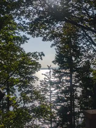 Tall straight conifers with the bright water of the bay showing between their trunks.