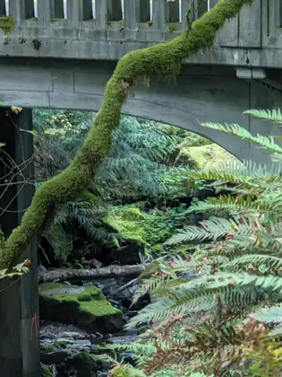 A moss-covered branch angling across the underside of a concrete road bridge, with ferns and a rocky creek in the shade below.