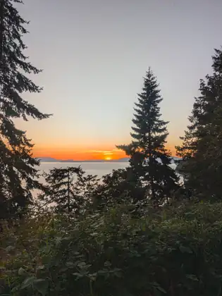 The sun going down over the bay through the silhouettes of tall firs, the sky orange along the horizon.