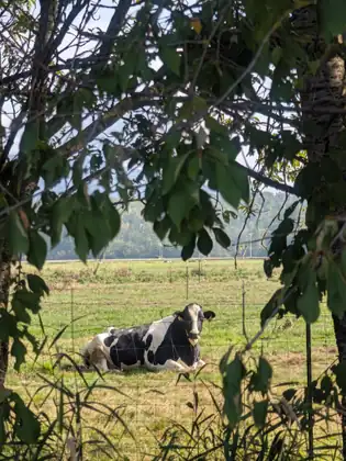 A black and white cow lying down in a pasture, seen through the leaves of a roadside tree.