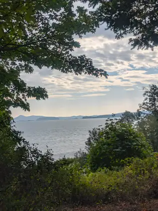 Broad lobed leaves and dark conifer boughs frame a view over green shrubs to the gray bay, with a line of low islands and hills beneath a mottled sky.