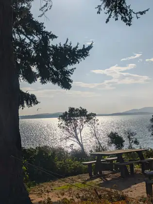 A picnic table on a sunny bluff beside the trunk of a big fir, with slender trees silhouetted against the glittering bay and a curved kite flying high over the water.