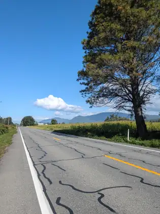 A straight two-lane road with dark crack-sealing lines snaking across it, one big tree beside it and mountains ahead.