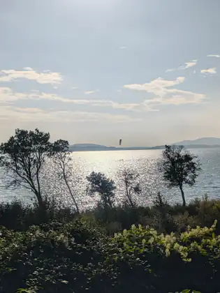 A kite hanging in the sky over the bay, the water glittering silver behind a row of silhouetted trees, with white-flowered shrubs in the foreground and hills along the far shore.