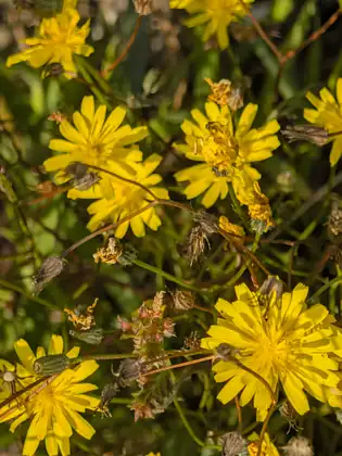 Small yellow daisy-like flowers on wiry stems, crowded together at the roadside.