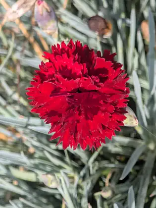 A deep red frilled flower opening among narrow blue-green leaves.