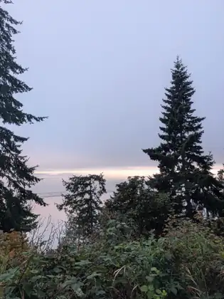 First light over the water through a stand of firs, the sky still pink and the sea flat.