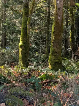 Moss-covered trunks rising out of a forest floor thick with sword ferns.