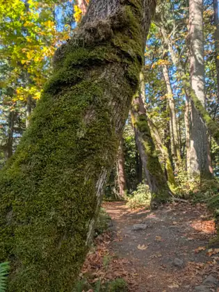 A heavily mossed trunk leaning right across the trail, sunlight coming through the canopy behind it.