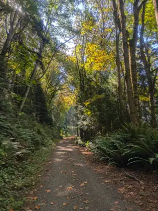 A gravel trail running straight into the trees, the canopy above it turning yellow.