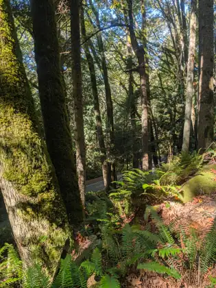 A big moss-covered trunk beside the trail with ferns crowding the base of it.