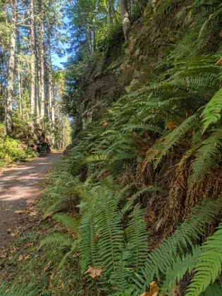 The trail running along the foot of a steep bank completely covered in ferns.
