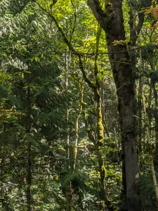 Sunlight coming down through a stand of trees onto ferns and undergrowth.