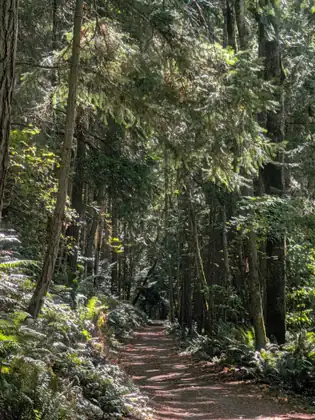 A narrow sunlit path winding away through the trees.