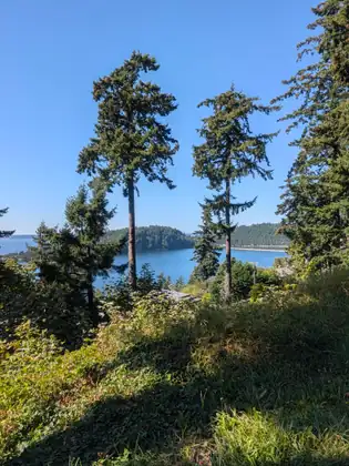 The bay seen through a gap in the trees, deep blue under a clear sky.