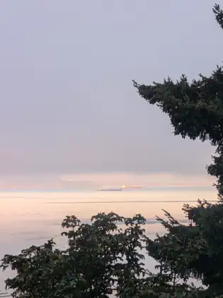 A cargo ship on the horizon at dawn, seen between dark branches from high on the hillside.