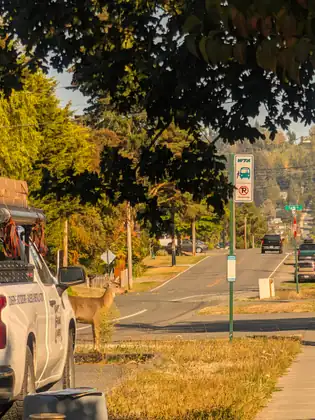 A deer standing in the middle of a quiet residential street, with a parked truck alongside and the bay in the distance.