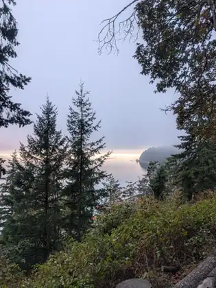 Two young firs on a brushy hillside in front of a misty wooded headland reaching into a calm, pale bay, with bare branches and a big leafy tree overhead at the right.