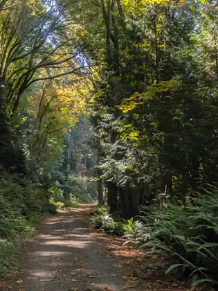 A gravel trail strewn with fallen leaves curving left through the forest, a big conifer and ferns on the right and yellowing leaves high in the canopy.