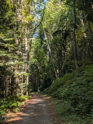 A gravel trail running ahead between tall straight trunks, with a steep bank of ferns and undergrowth on the right and sunlight catching the treetops.