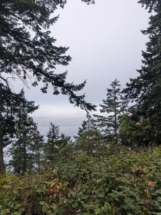 Tall firs standing above a bank of fog lying flat on the water below.