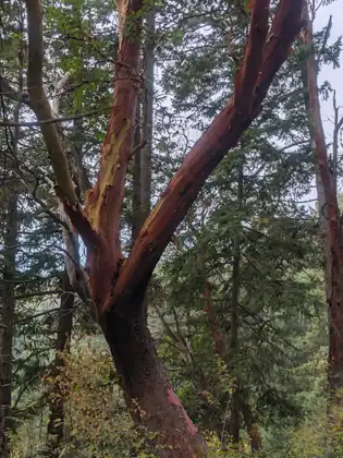 A madrona tree leaning across the path, its bark peeling to the smooth red wood underneath.