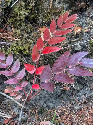 A spray of leaves turned deep red and pink, lying on grey stone at the side of the trail.