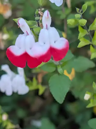Small red-and-white flowers, shaped like tiny lips, among bright green leaves.