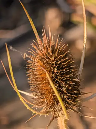 A dry teasel seed head, all spines, lit by the low morning sun against dead grass.