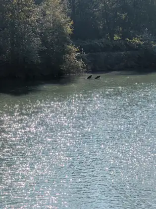 Sunlight glittering across the river, the far bank in shade and two dark shapes on the water by the trees.