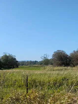 A wide field of long grass with a line of trees beyond and a lone fence post in the foreground.