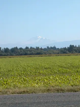 Mount Baker, snow-capped and hazy, rising beyond a green field and a line of trees, the edge of the road in the foreground.