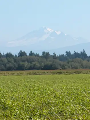 A closer view of Mount Baker’s snowfields above the tree line and a field of green crop.