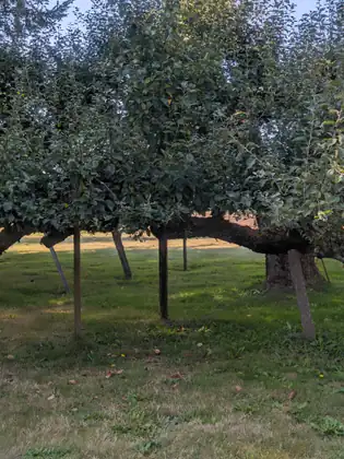 An old apple orchard, its long low branches propped up on wooden posts over mown grass.