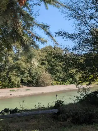 The same river from further back, framed by fir branches, the angler small in the water beyond a fallen log.